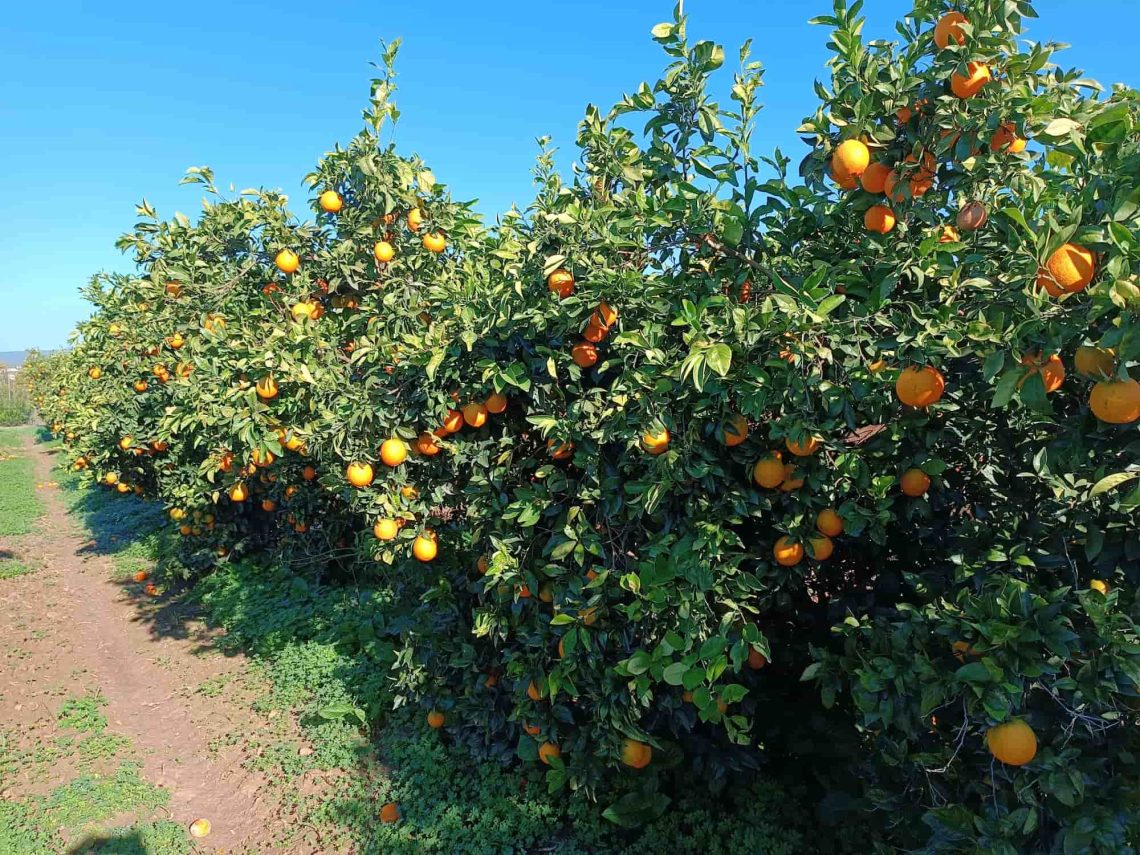 Incremento de producción de naranjas mediante técnicas de poda