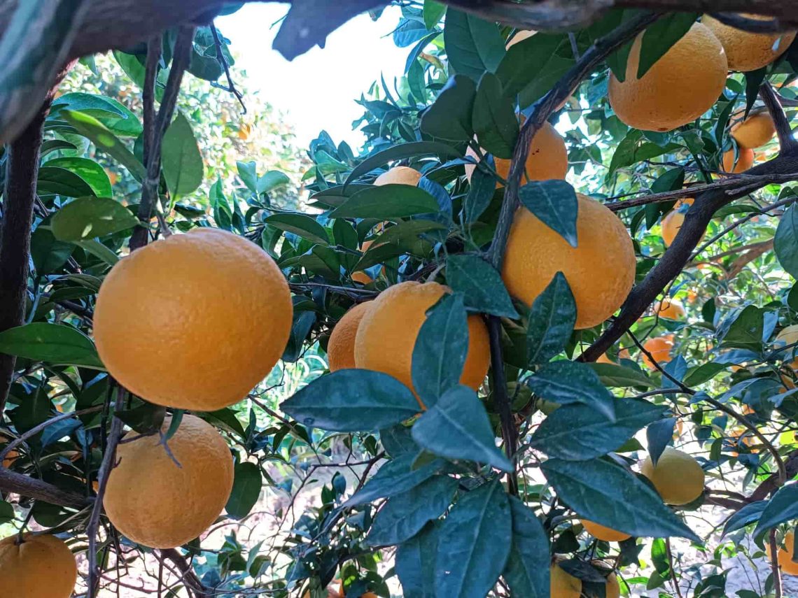 Incremento de producción de naranjas mediante técnicas de poda