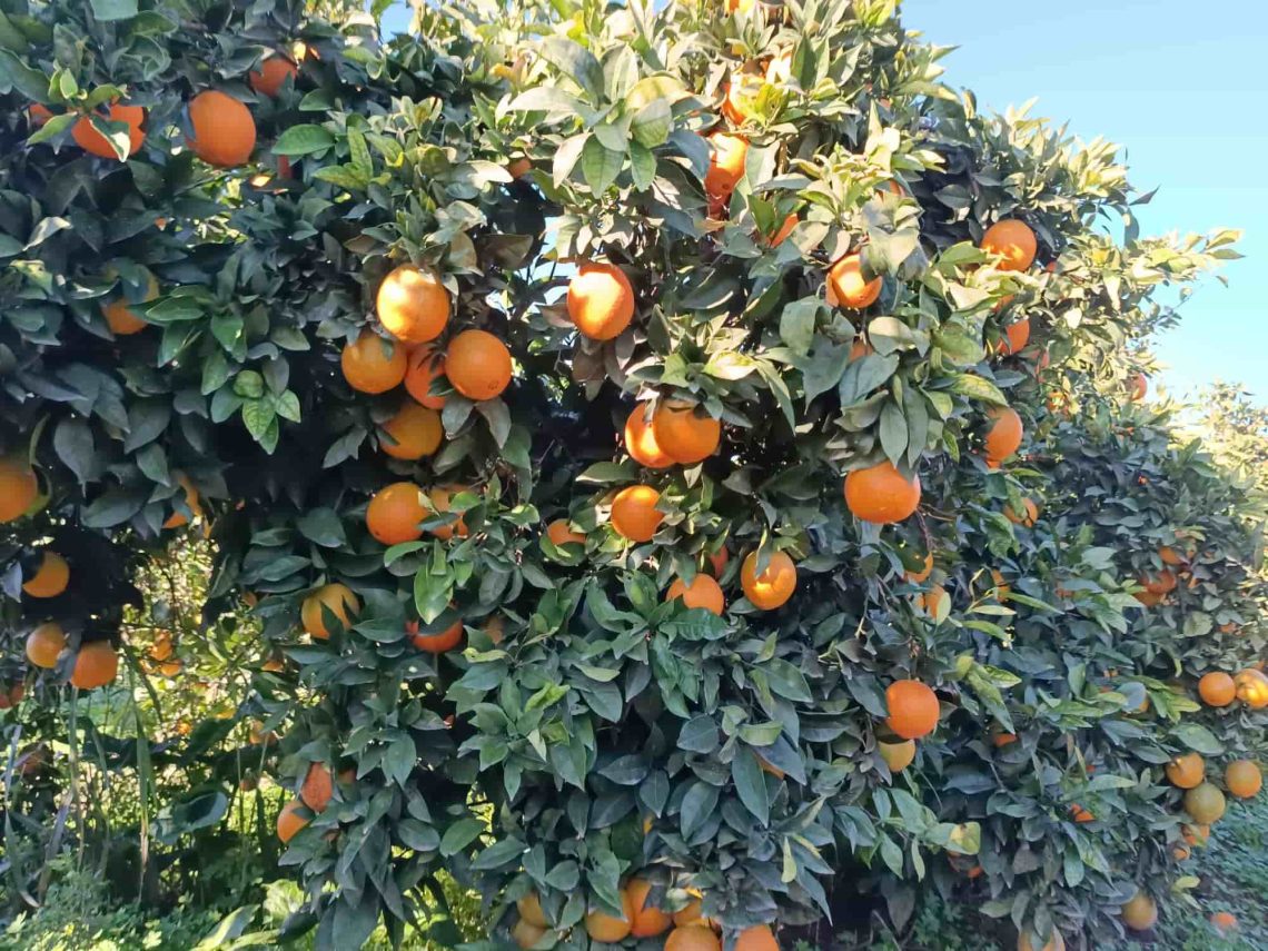 Incremento de producción de naranjas mediante técnicas de poda